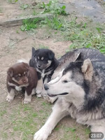 Собаки и кошки в добрые руки