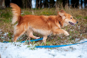 Собаки и кошки в добрые руки