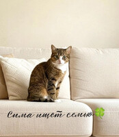 Собаки и кошки в добрые руки
