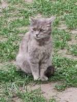 Собаки и кошки в добрые руки