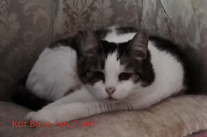 Собаки и кошки в добрые руки