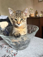 Собаки и кошки в добрые руки