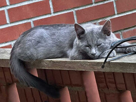 Собаки и кошки в добрые руки