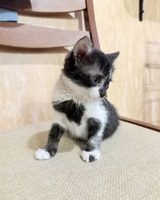 Собаки и кошки в добрые руки