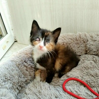 Собаки и кошки в добрые руки