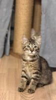 Собаки и кошки в добрые руки