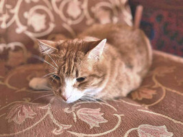 Собаки и кошки в добрые руки