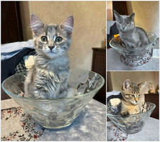 Собаки и кошки в добрые руки