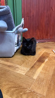 Собаки и кошки в добрые руки