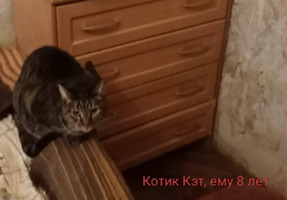 Собаки и кошки в добрые руки