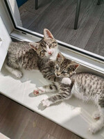 Собаки и кошки в добрые руки