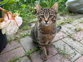 Собаки и кошки в добрые руки