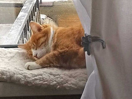 Собаки и кошки в добрые руки