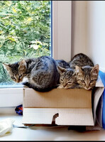 Собаки и кошки в добрые руки