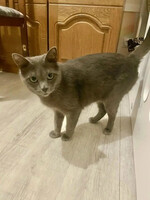 Собаки и кошки в добрые руки