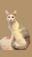 Собаки и кошки в добрые руки