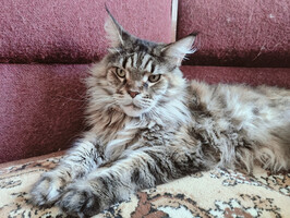 Собаки и кошки в добрые руки