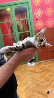 Собаки и кошки в добрые руки