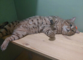Собаки и кошки в добрые руки