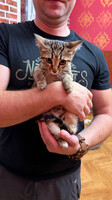 Собаки и кошки в добрые руки