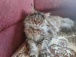 Собаки и кошки в добрые руки