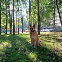 Собаки и кошки в добрые руки