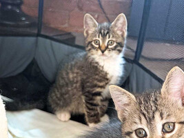 Собаки и кошки в добрые руки