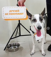 Собаки и кошки в добрые руки