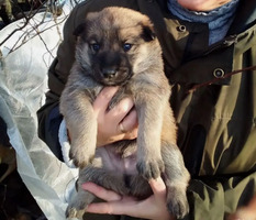 Собаки и кошки в добрые руки