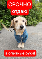 Собаки и кошки в добрые руки