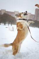 Собаки и кошки в добрые руки
