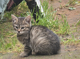 Собаки и кошки в добрые руки