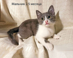 Собаки и кошки в добрые руки