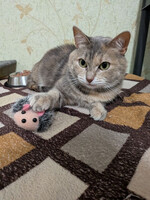 Собаки и кошки в добрые руки
