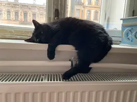 Собаки и кошки в добрые руки