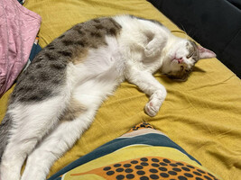 Собаки и кошки в добрые руки