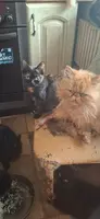 Собаки и кошки в добрые руки