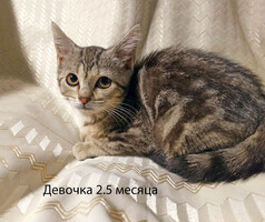 Собаки и кошки в добрые руки