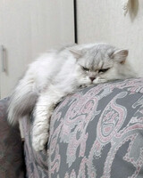 Собаки и кошки в добрые руки