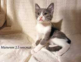 Собаки и кошки в добрые руки