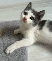 Собаки и кошки в добрые руки