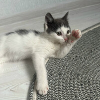 Собаки и кошки в добрые руки