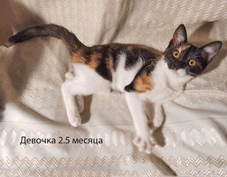 Собаки и кошки в добрые руки