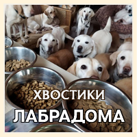 Добрый Лабрадом